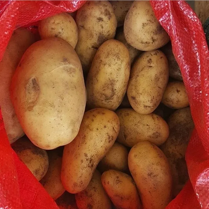 картофель Спунта  в Новороссийске