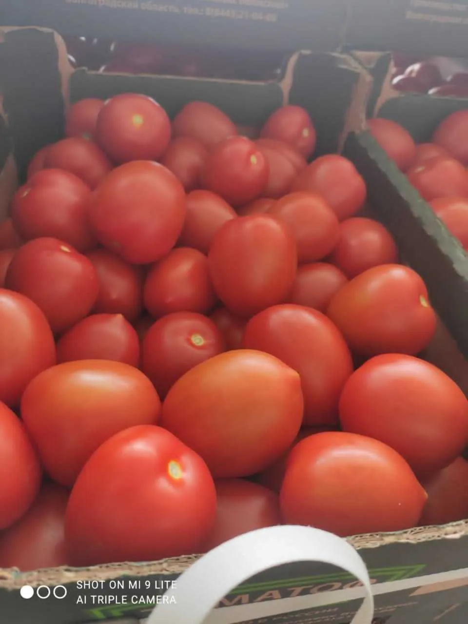 томат сливка в Краснодаре