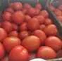томат сливка в Краснодаре