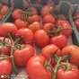 томат ветка в Краснодаре 2