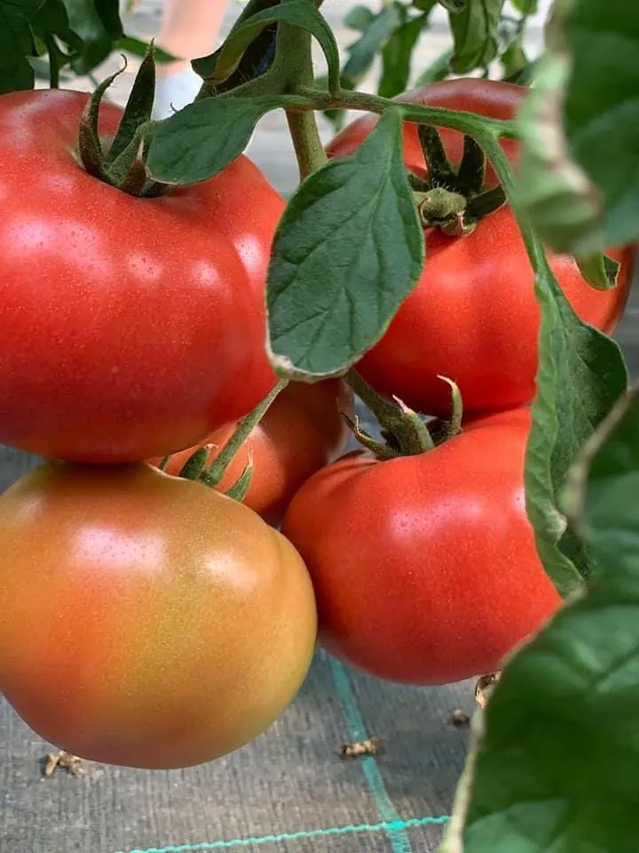 томаты ( помидор ) сезон 2021 в Белореченске