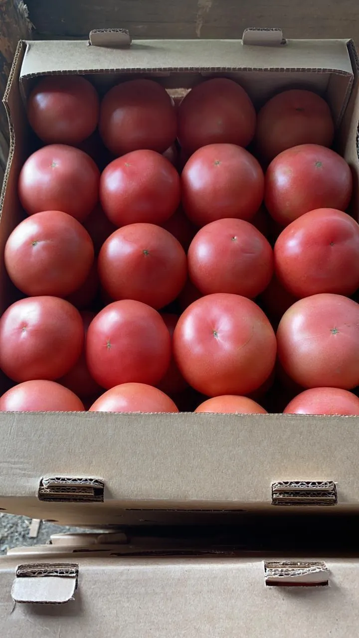 томаты оптом в Краснодаре