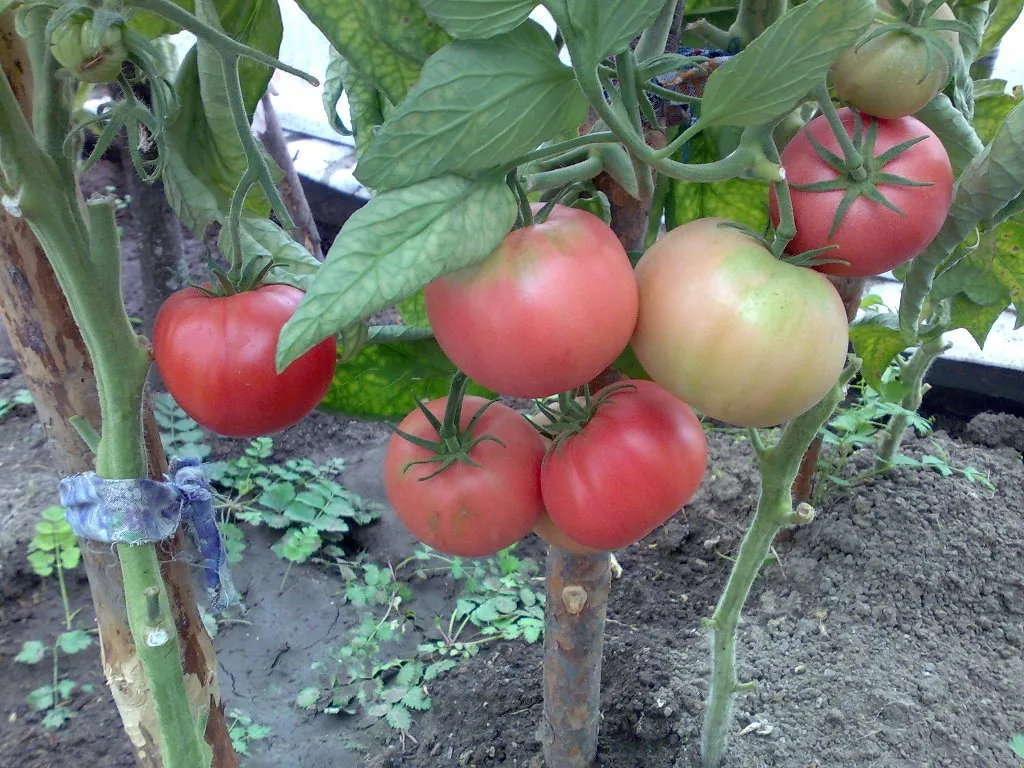 продаю розовые помидоры  в Усть-Лабинске