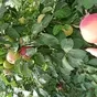 продаем собственное свежее яблоко  в Краснодаре
