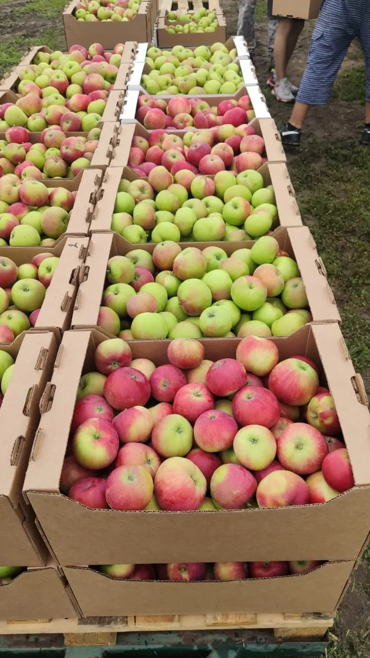 продаем собственное свежее яблоко  в Краснодаре 2