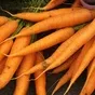 морковь 2021 в Краснодаре