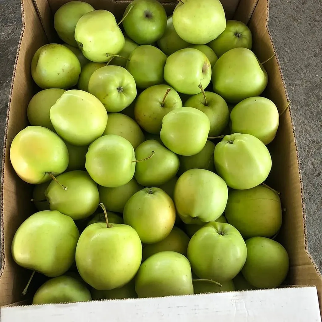 яблоки опт от производителя в Краснодаре и Краснодарском крае 5