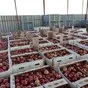 яблоки опт от производителя в Краснодаре и Краснодарском крае 3