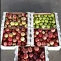 яблоки опт от производителя в Краснодаре и Краснодарском крае 4