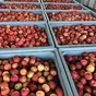 яблоки опт от производителя в Краснодаре и Краснодарском крае 6