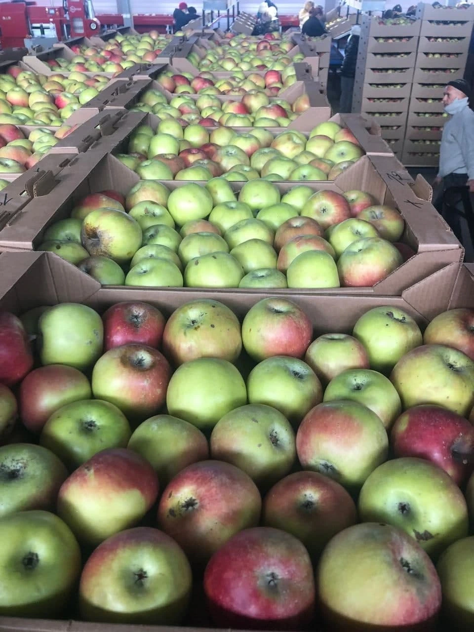 яблоки оптом от производителя  в Краснодаре