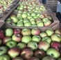 яблоки оптом от производителя  в Краснодаре