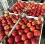 яблоко оптом от производителя  в Краснодаре 4