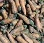 морковь сорта Абако в Краснодаре и Краснодарском крае 4