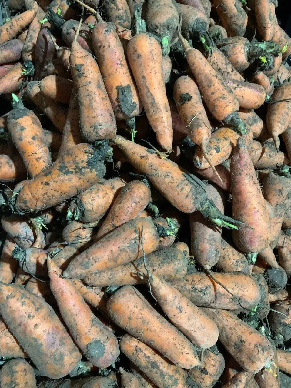 морковь сорта Абако в Краснодаре и Краснодарском крае 2