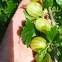 крыжовник ягода оптом в Краснодаре и Краснодарском крае