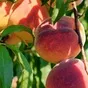 кубанские персики с собственного сада  в Краснодаре и Краснодарском крае