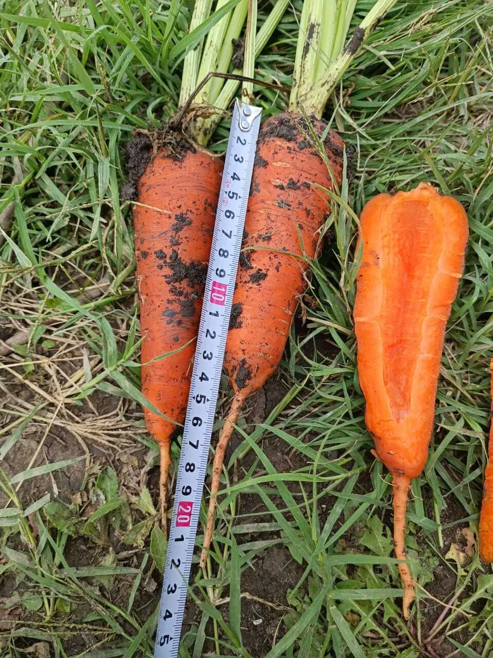 морковь грязная  в Краснодаре и Краснодарском крае
