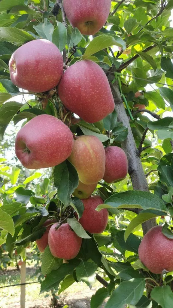 яблоки оптом Гала, 1 сорт 65+ с садов в Краснодаре и Краснодарском крае