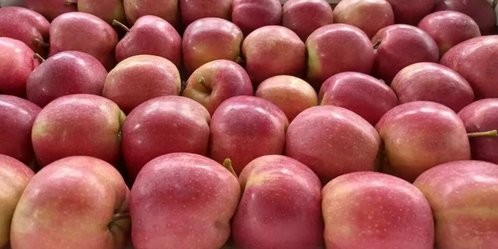 яблоки оптом Гала, 1 сорт 65+ с садов в Краснодаре и Краснодарском крае 2