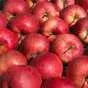 яблоки оптом Гала Девил, 1сорт от КФХ в Краснодаре и Краснодарском крае 3