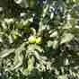 груша оптом Санта Мария, 1 сорт с садов в Краснодаре и Краснодарском крае 12
