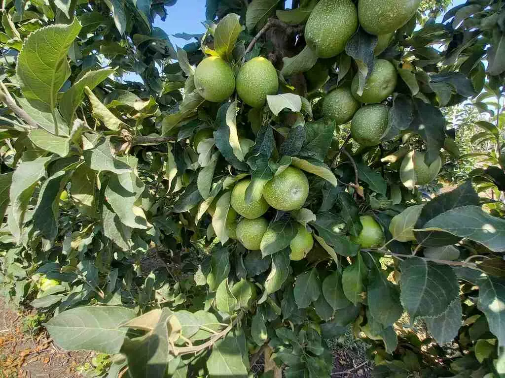 яблоки оптом Гренни, 1 сорт 65+ в Краснодаре и Краснодарском крае 2