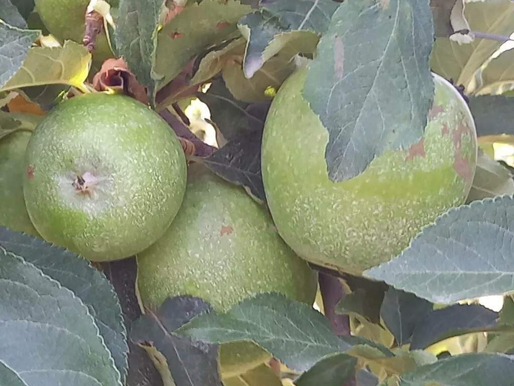 яблоки оптом Гренни, 1 сорт 65+ в Краснодаре и Краснодарском крае 4