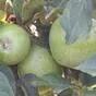 яблоки оптом Гренни, 1 сорт 65+ в Краснодаре и Краснодарском крае 4