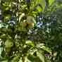 яблоки оптом Гольден, 1 сорт с садов в Краснодаре и Краснодарском крае 2