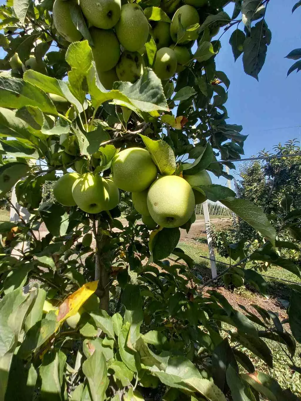 яблоки оптом Гольден, 1 сорт с садов в Краснодаре и Краснодарском крае 3