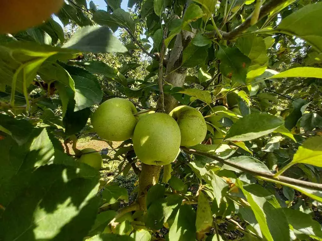 яблоки оптом Гольден, 1 сорт с садов в Краснодаре и Краснодарском крае