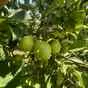 яблоки оптом Гольден, 1 сорт с садов в Краснодаре и Краснодарском крае