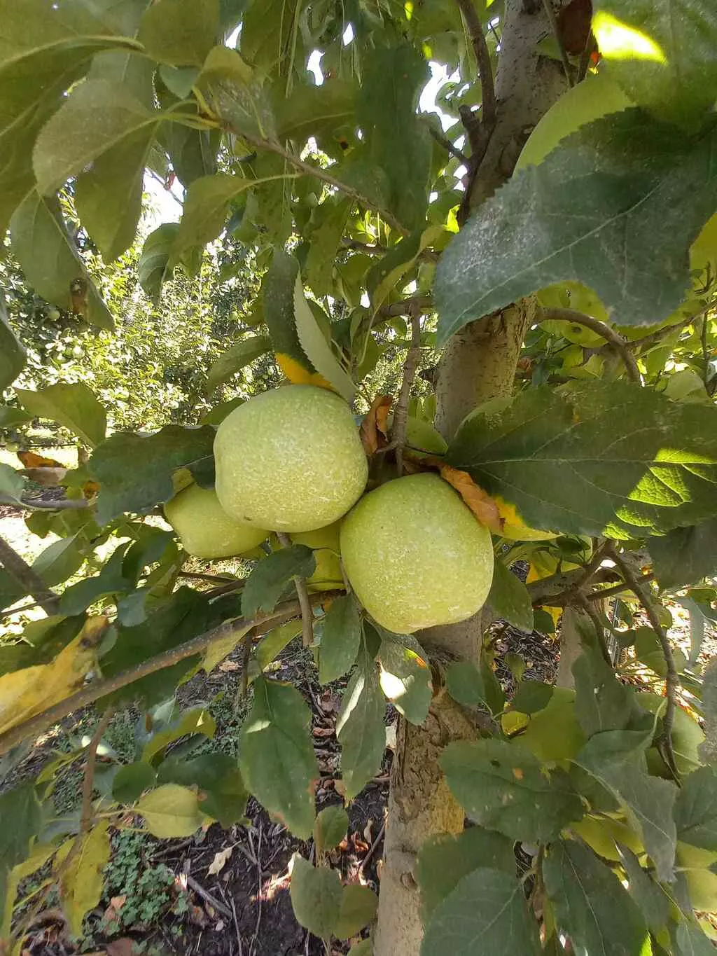 яблоки оптом Гольден, 1 сорт с садов в Краснодаре и Краснодарском крае 4