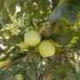 яблоки оптом Гольден, 1 сорт с садов в Краснодаре и Краснодарском крае 4