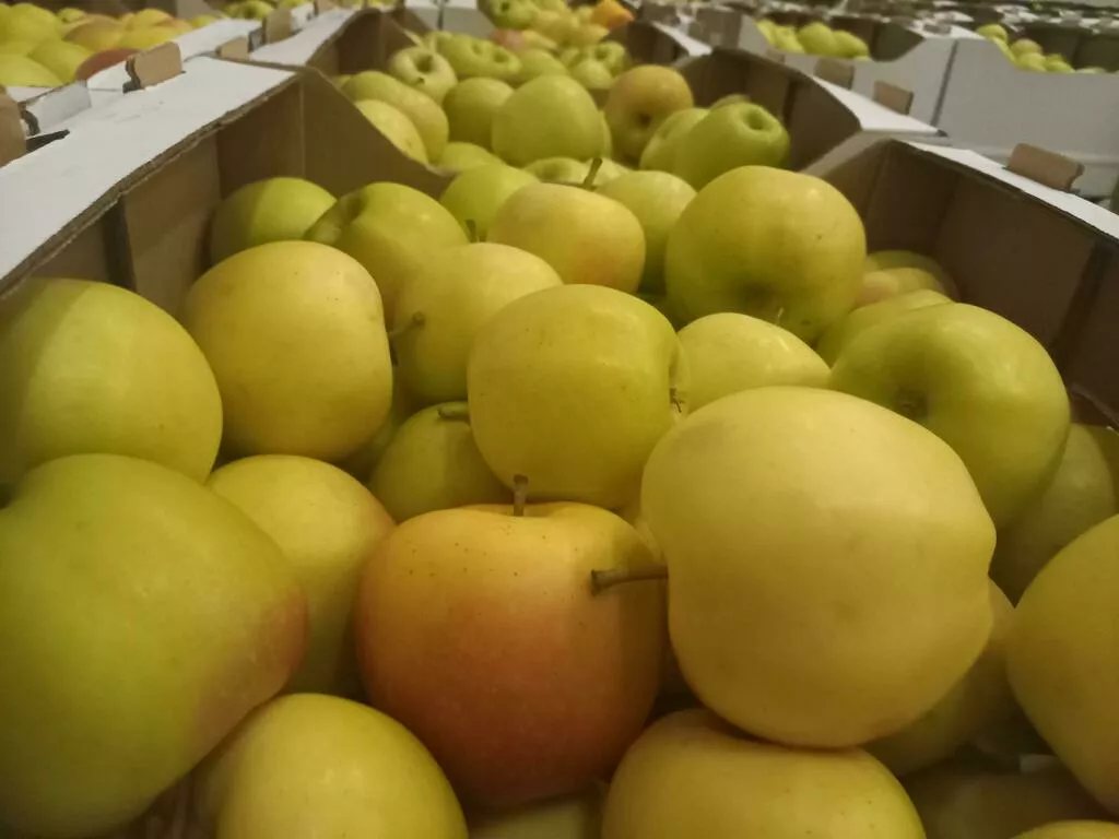 яблоки оптом Гала Маст, 1 сорт 70+ в Краснодаре и Краснодарском крае
