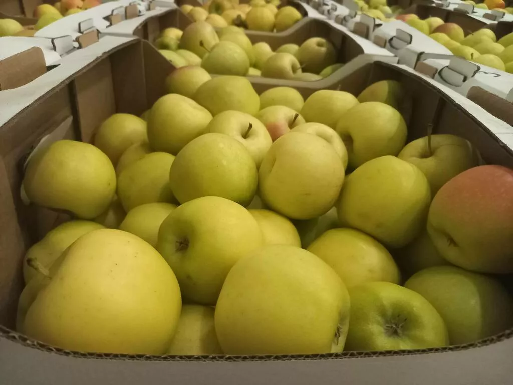 яблоки оптом Гала Маст, 1 сорт 70+ в Краснодаре и Краснодарском крае 3