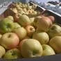 яблоки оптом Гала Маст, 2 сорт эконом в Краснодаре и Краснодарском крае 4