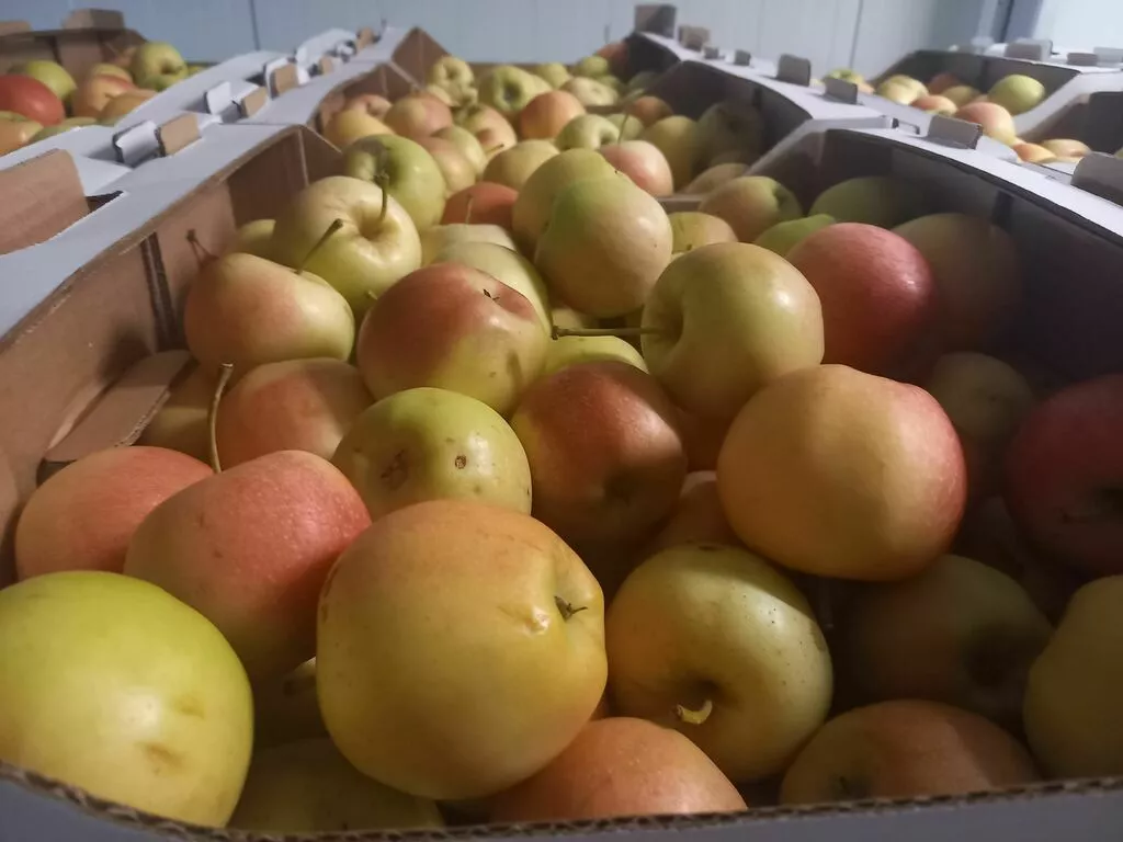 яблоки оптом Гала Маст, 2 сорт эконом в Краснодаре и Краснодарском крае 3