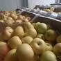 яблоки оптом Гала Маст, 2 сорт эконом в Краснодаре и Краснодарском крае 2