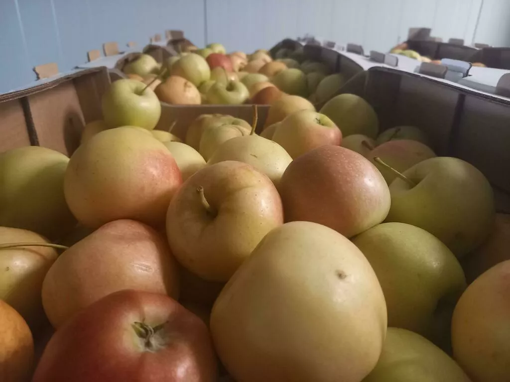 яблоки оптом Гала Маст, 2 сорт эконом в Краснодаре и Краснодарском крае