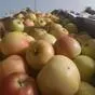 яблоки оптом Гала Маст, 2 сорт эконом в Краснодаре и Краснодарском крае