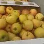 яблоки оптом Гала Маст, 2 сорт 60+ в Краснодаре и Краснодарском крае 2