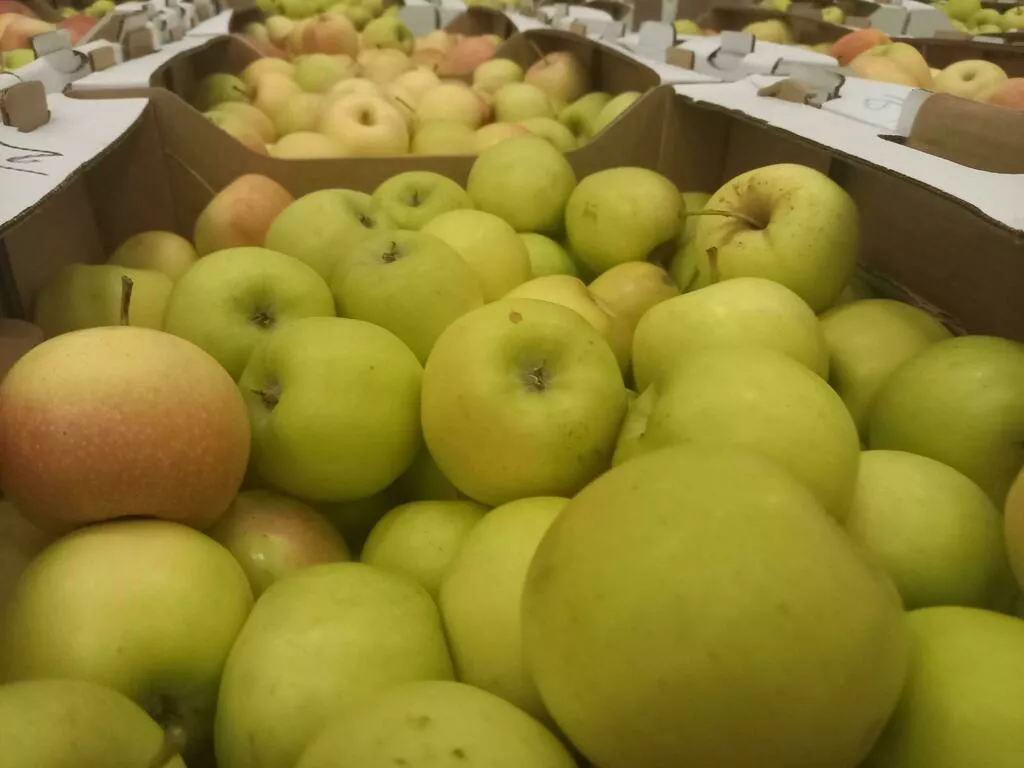 яблоки оптом Гала Маст, 1 сорт 60+ в Краснодаре и Краснодарском крае 3