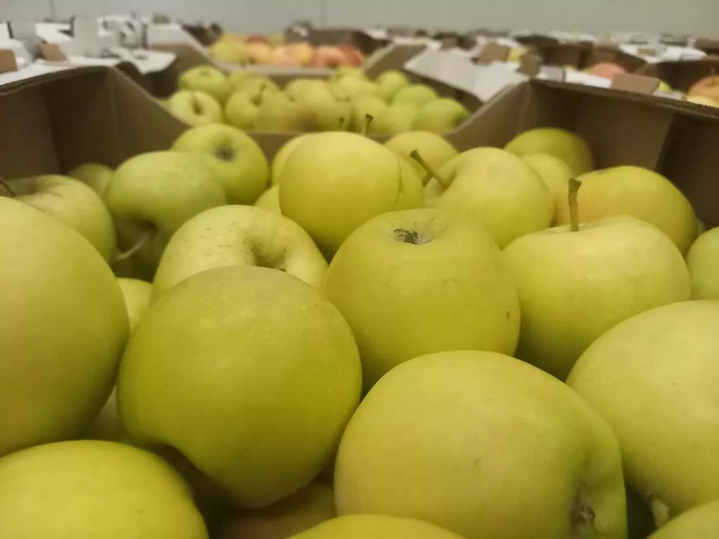 яблоки оптом Гала Маст, 1 сорт 60+ в Краснодаре и Краснодарском крае 2