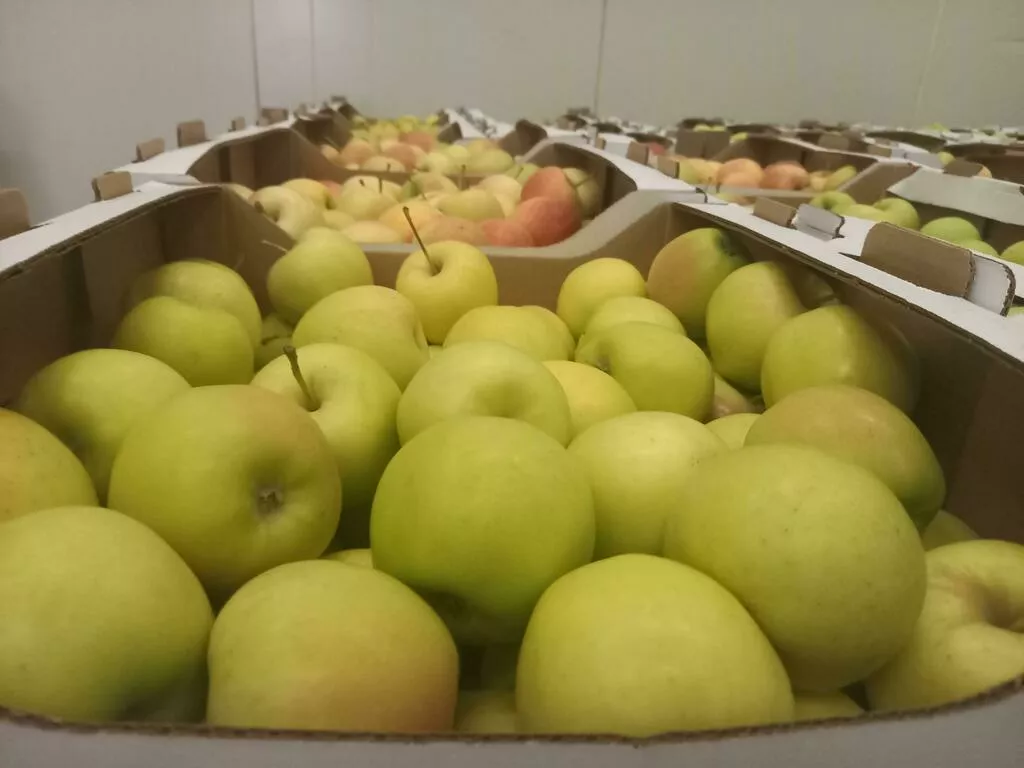 яблоки оптом Гала Маст, 1 сорт 60+ в Краснодаре и Краснодарском крае