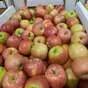 яблоки Гала первого сорта, калибр 60+ в Краснодаре и Краснодарском крае 5