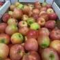 яблоки Гала первого сорта, калибр 60+ в Краснодаре и Краснодарском крае 3