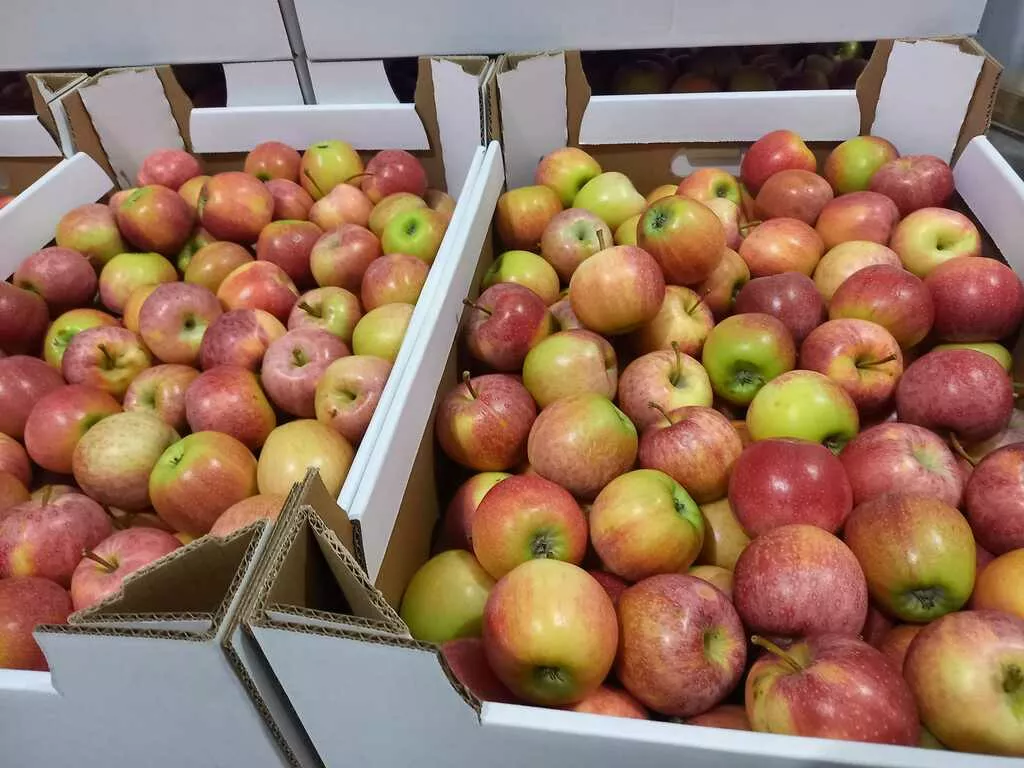яблоки Гала первого сорта, калибр 60+ в Краснодаре и Краснодарском крае