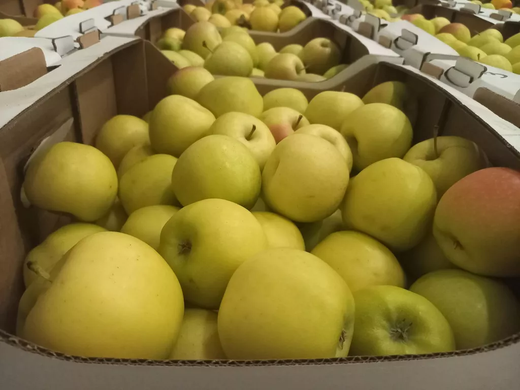 яблоко оптом от производителя в Краснодаре и Краснодарском крае 7